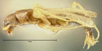 Media type: image;   Entomology 29788 Aspect: habitus lateral view